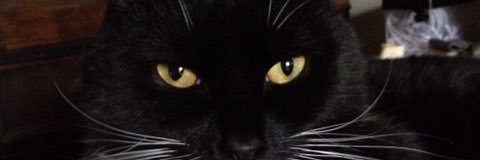 Mollusclover's profile banner image