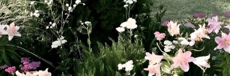 Chaedestal's profile banner image