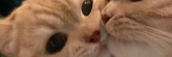 fondq Profile Banner