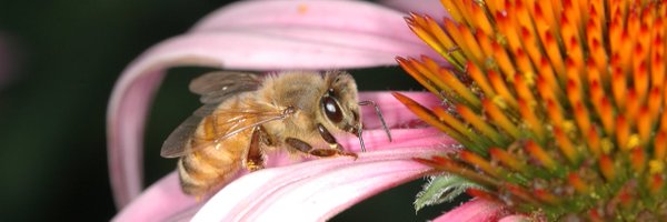 BeeCsi Profile Banner