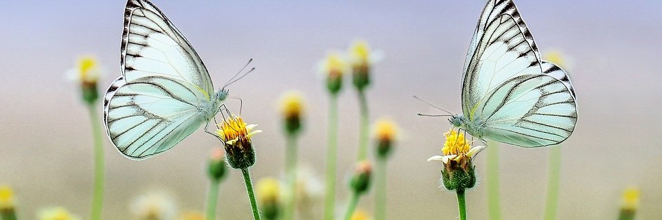 LittleButterfly banner
