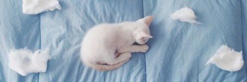 ribseey's profile banner image