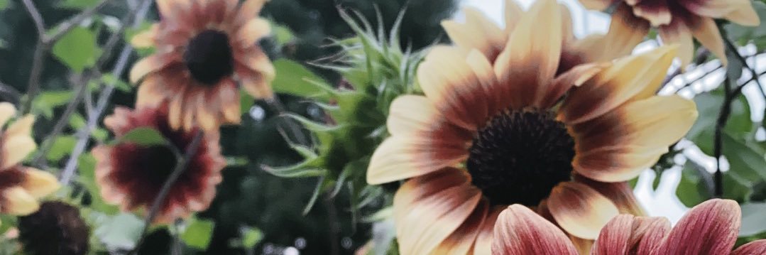 Kristen Ash, DNP, ANP-BC banner