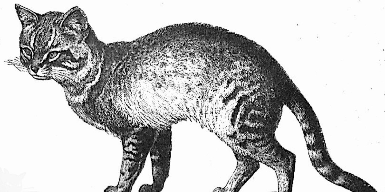 DeQuoiJMoccupe's profile banner image