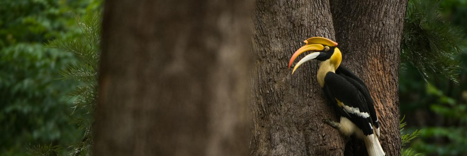 Bird Count India banner