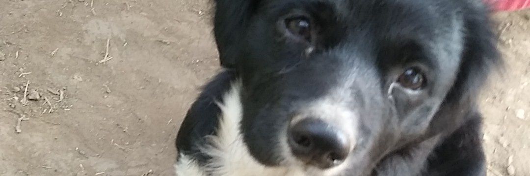 leocornejo10's profile banner image