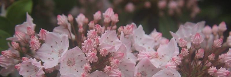 𝐕𝐞𝐥𝐨𝐮𝐫𝐢𝐚 banner