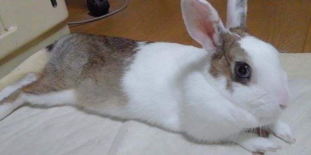 hinohi's profile banner image