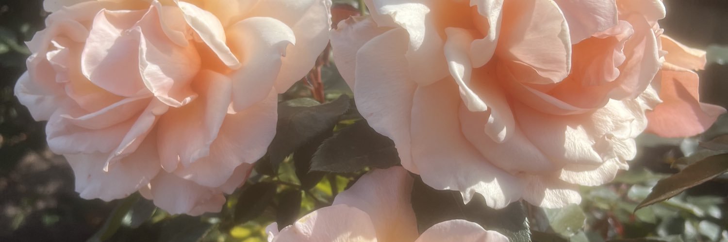 sn_chai's profile banner image