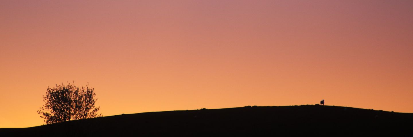 Chris Wheeler banner