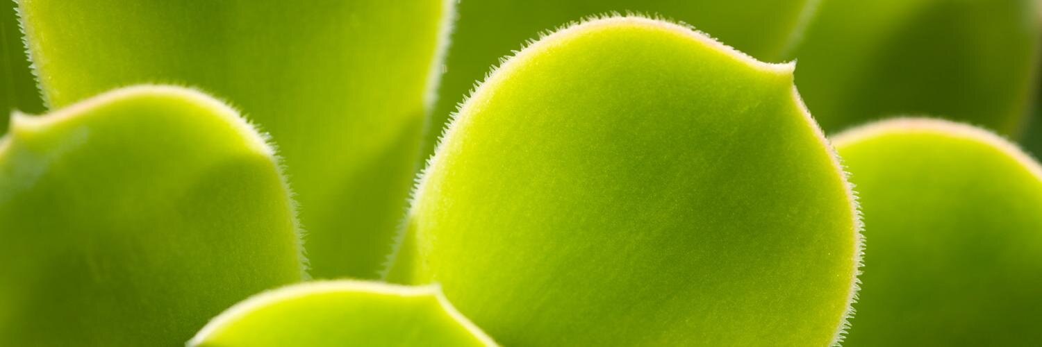 NI Environment Link banner