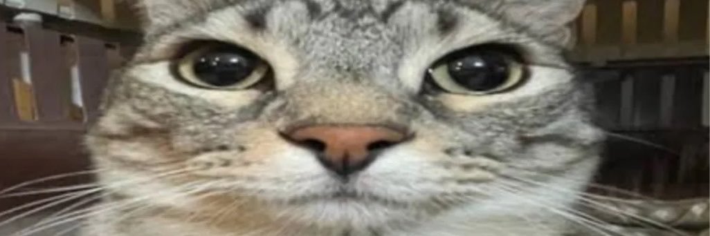 WallStreetRez's profile banner image
