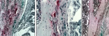 Meina Wang, PhD banner