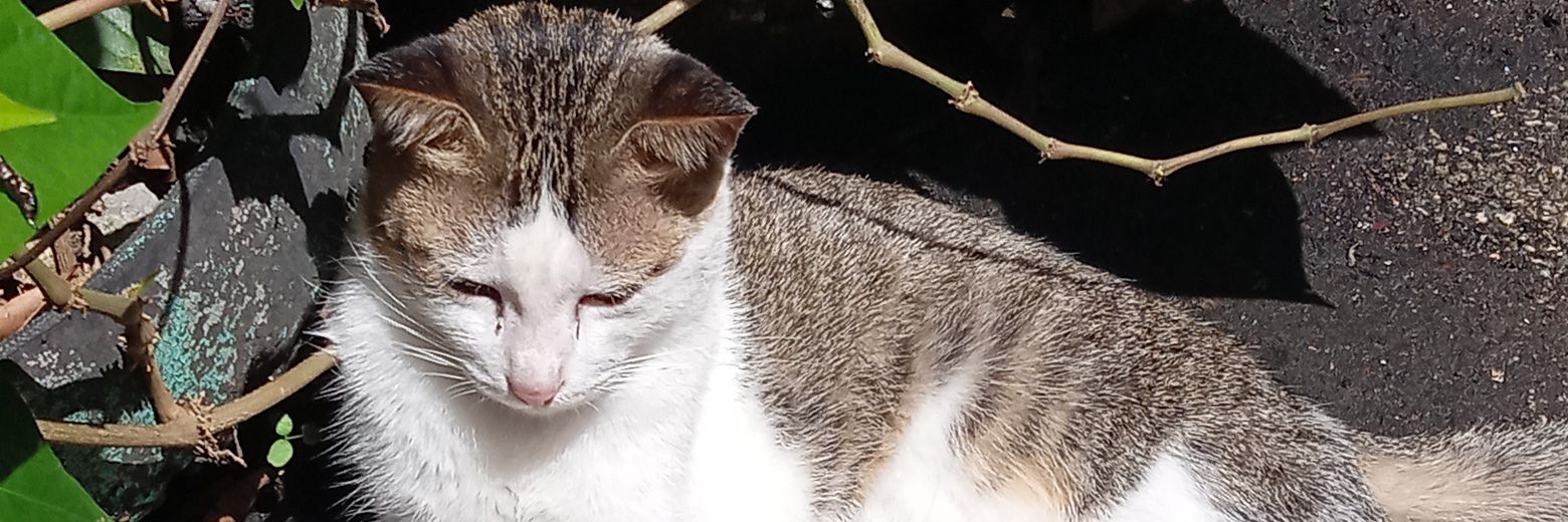 Lonely_Cat banner
