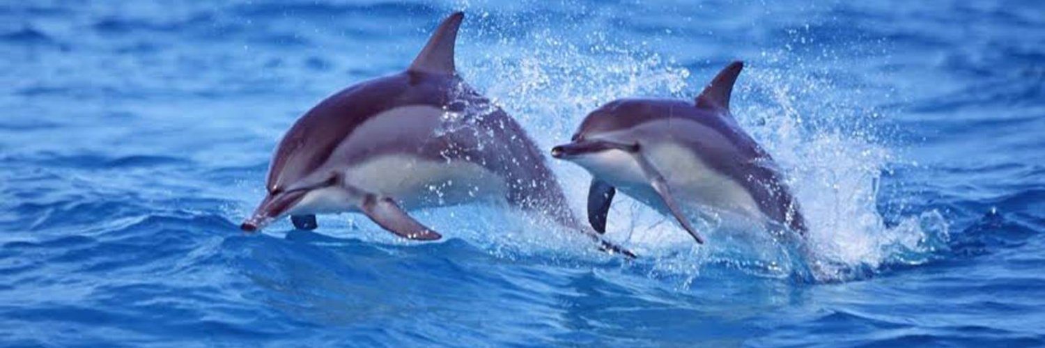 My Dolphin Club's banner