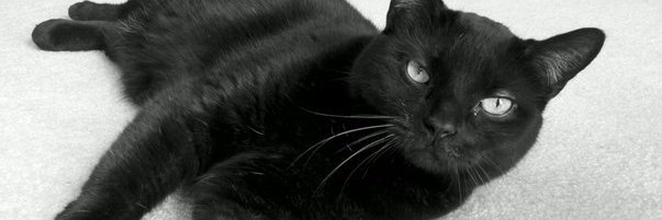 amyjoelliott's profile banner image