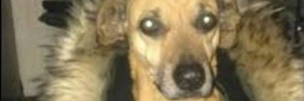 BOCHA BATISTA HATE ACCOUNT banner