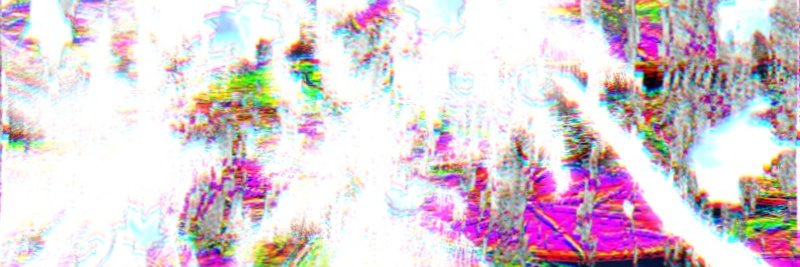 蕨类 Joy ☿ banner