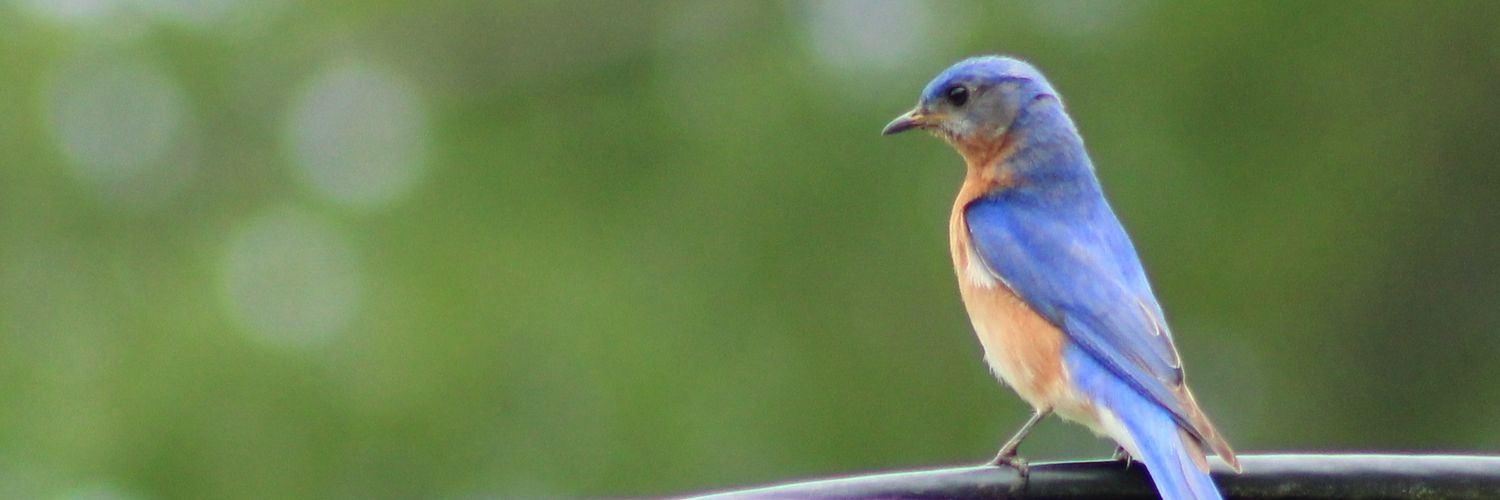 SpinelessSkillz🐦 banner