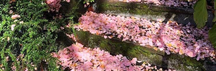 roxie !! Σ(-᷅_-᷄๑) banner