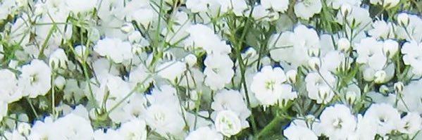 shelly_MX_31's profile banner image
