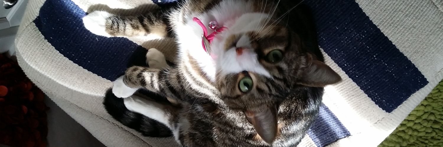 MsCrazieCatLady's profile banner image
