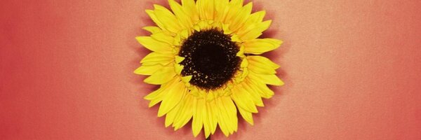 dammblaff Profile Banner