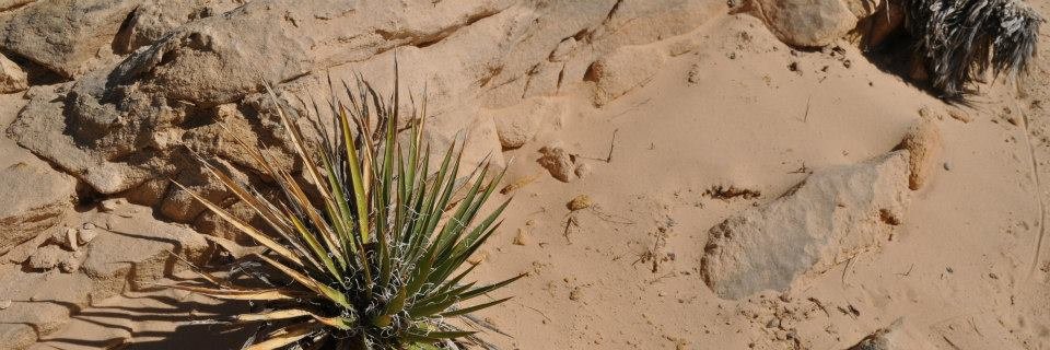 sleepthinking's profile banner image