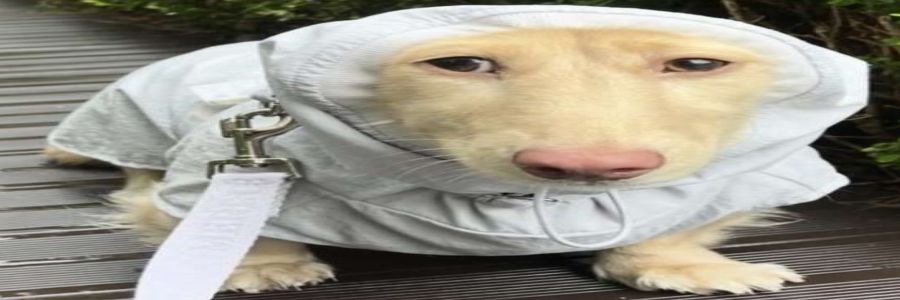 Lem0npy 🍋🍉 banner