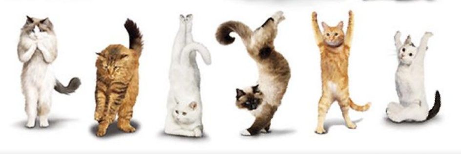 M.Teresa 😺 banner