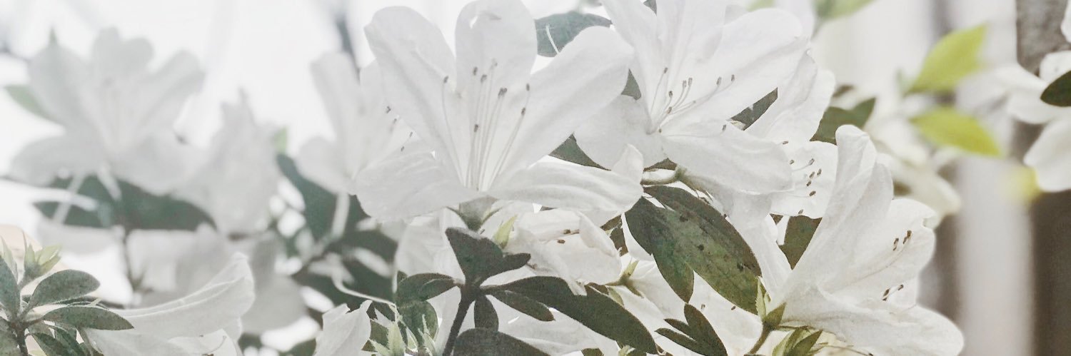 n0alinasallowed's profile banner image