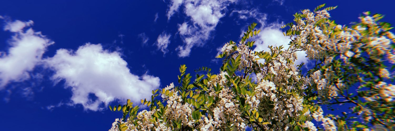 кошка-соседка banner