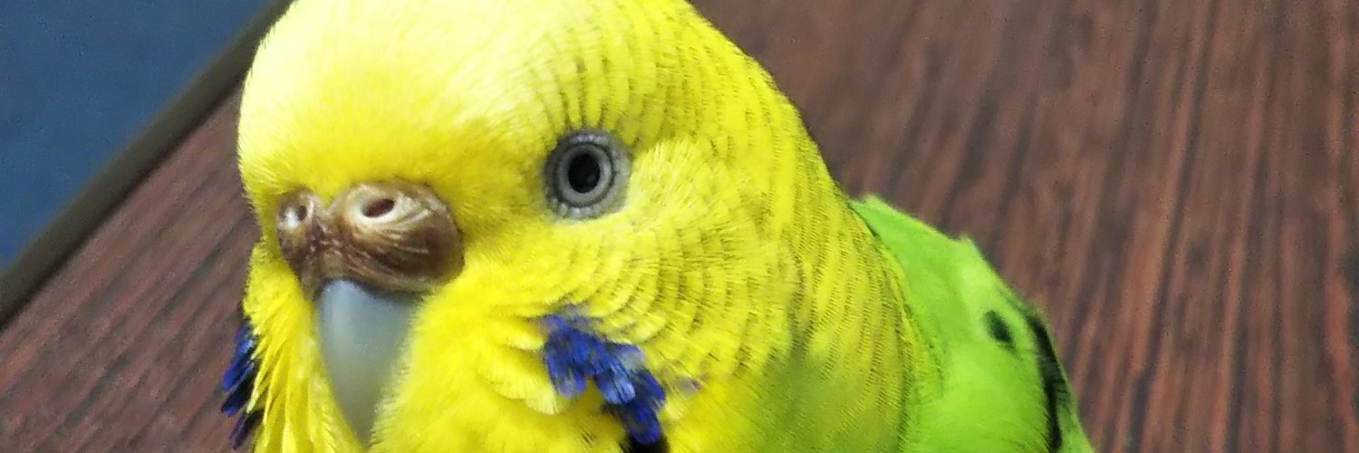 roming_romy's profile banner image