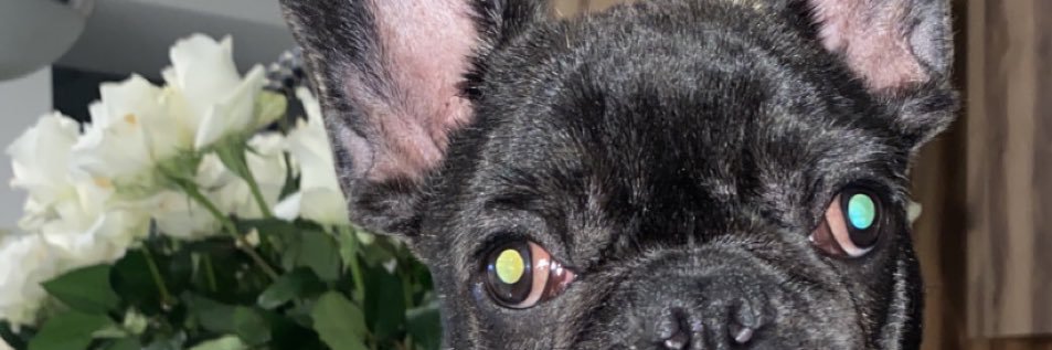SCOR_PINKO's profile banner image