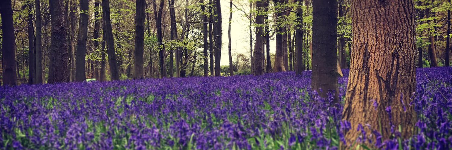 HannahEMead's profile banner image