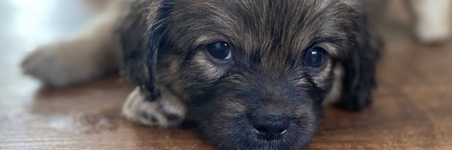 puptowngal's profile banner image