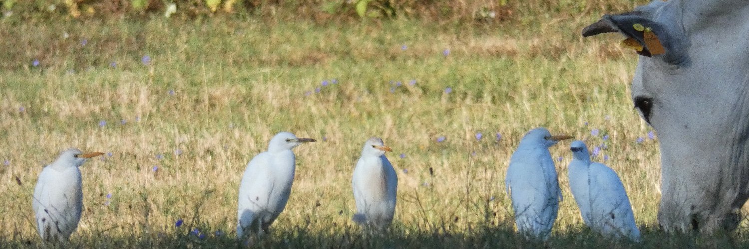 Ellen van Rhijn banner