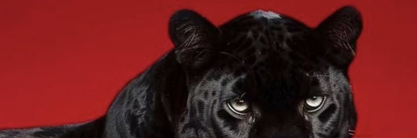 reemalmuhalaf's profile banner image