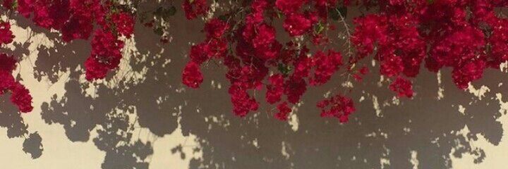dbrgrf's profile banner image