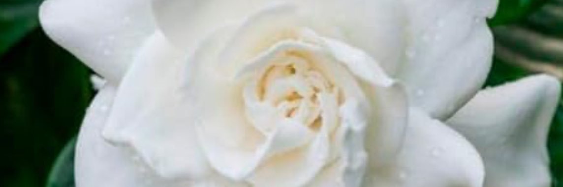 LondonAvalos's profile banner image