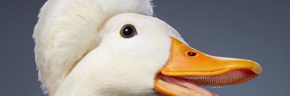 oooToodlez's profile banner image