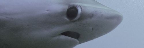 _Doudeh_'s profile banner image