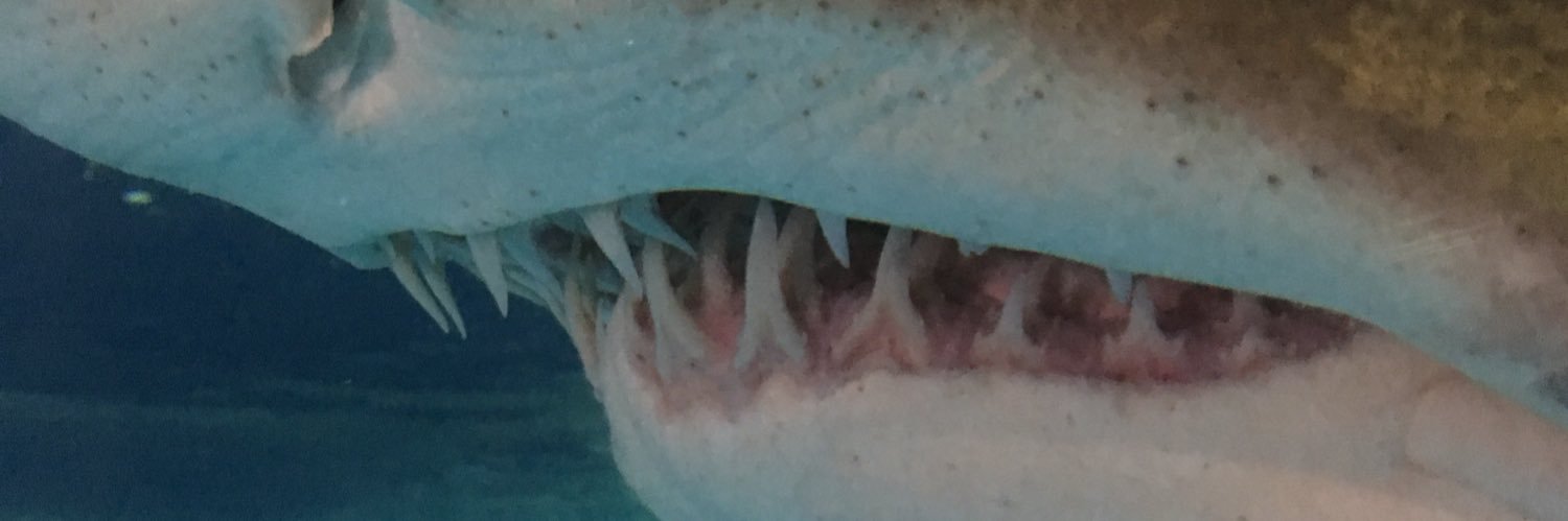 abysalice's profile banner image