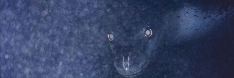 BBTpingu's profile banner image