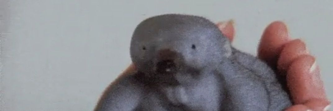 5등급 차이콥나니가스키 banner