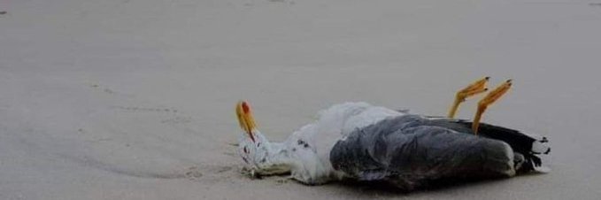 BALEAR DE VOX @PatriotsEU banner