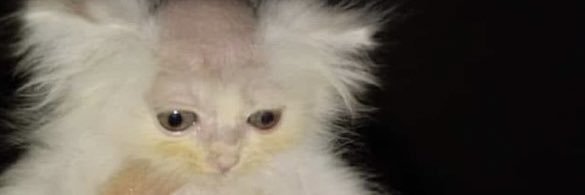 GaiaZemolin's profile banner image