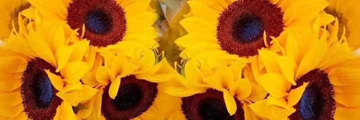 limasaar's profile banner image
