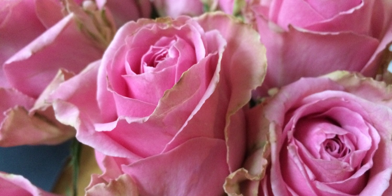 roosagneta's profile banner image