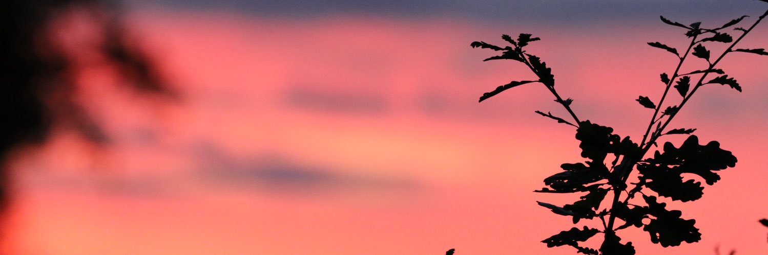 FlorianProt's profile banner image
